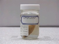 藏品(短鯒)的圖片